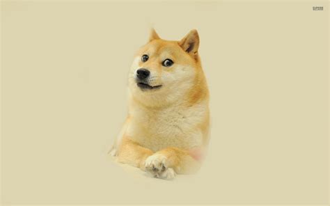 Doge Tracker.com: Your Ultimate Guide to Tracking the Doge Meme and More!
