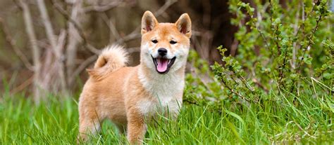 Finding Your Furry Friend: Shiba Inu Near Me