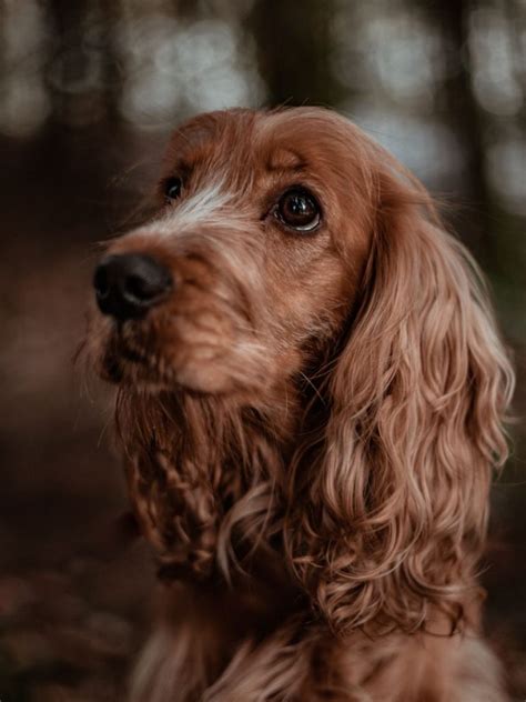 The Endearing Cocker Spaniel: A Comprehensive Guide