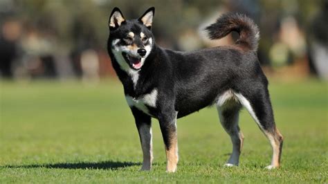 The Enigmatic Charm of the Shiba Inu Black